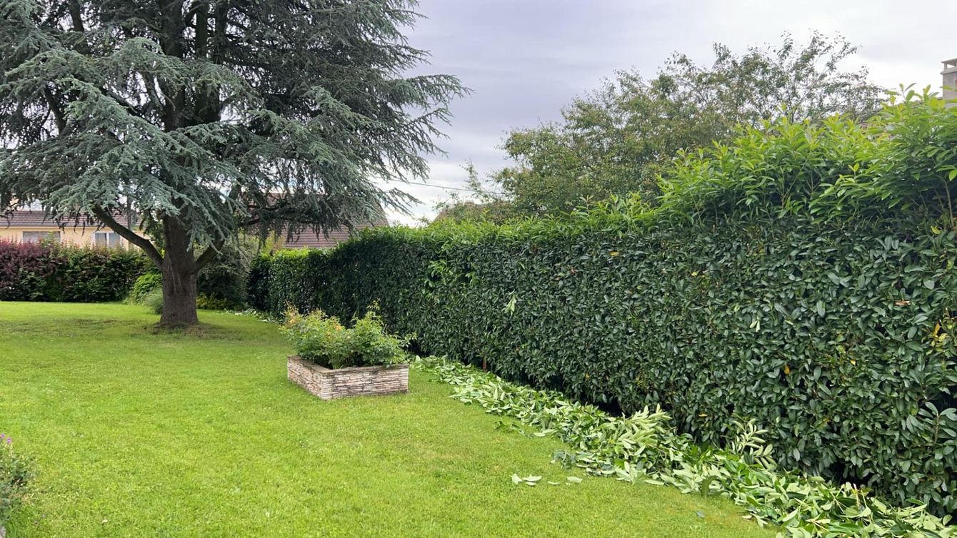 Grande haie qui clôture un jardin