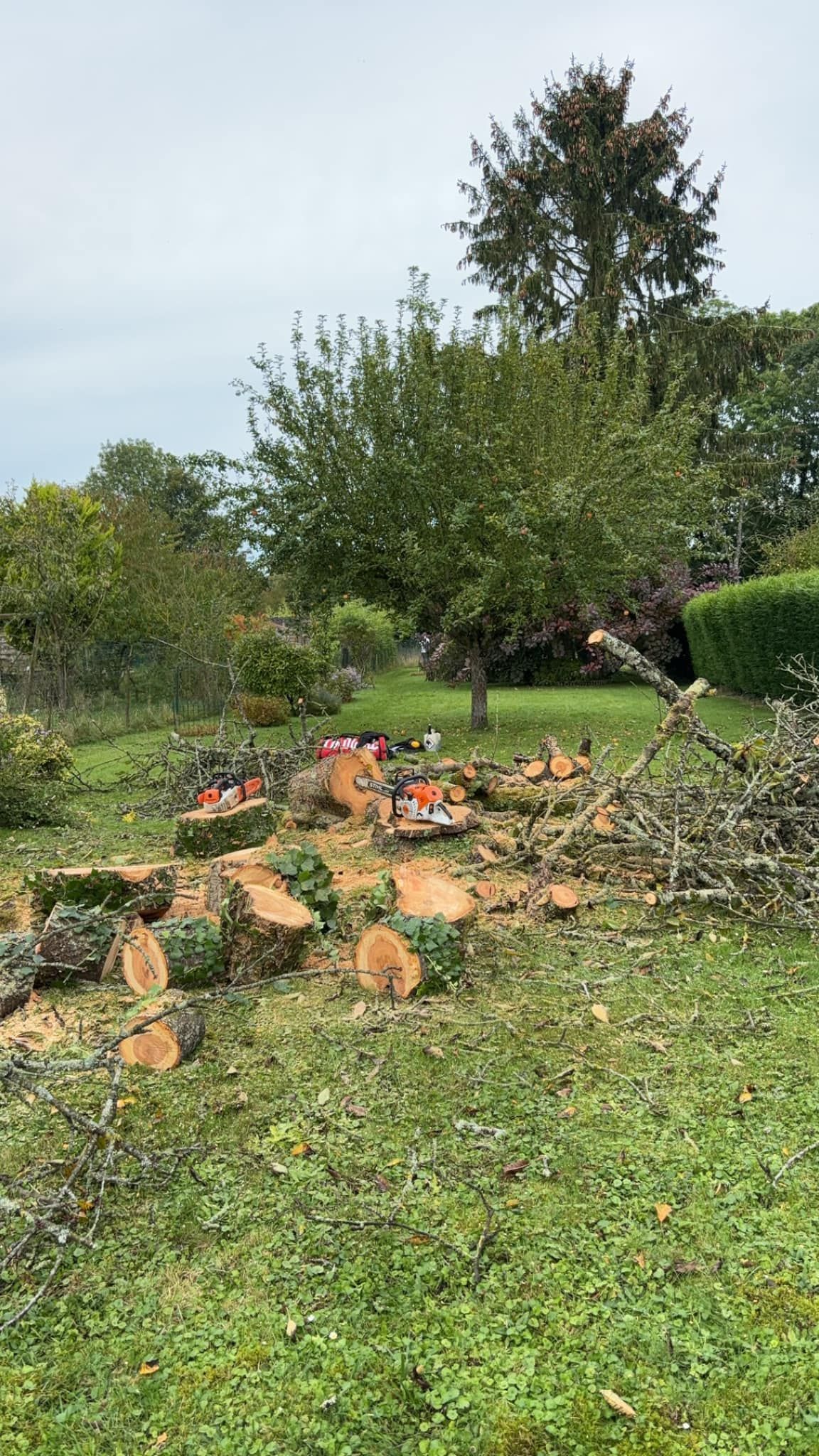 Abattage d'un arbre, coupé en tronçons