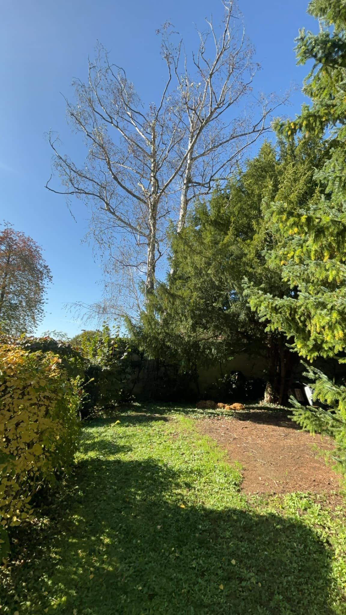 Jardin arboré