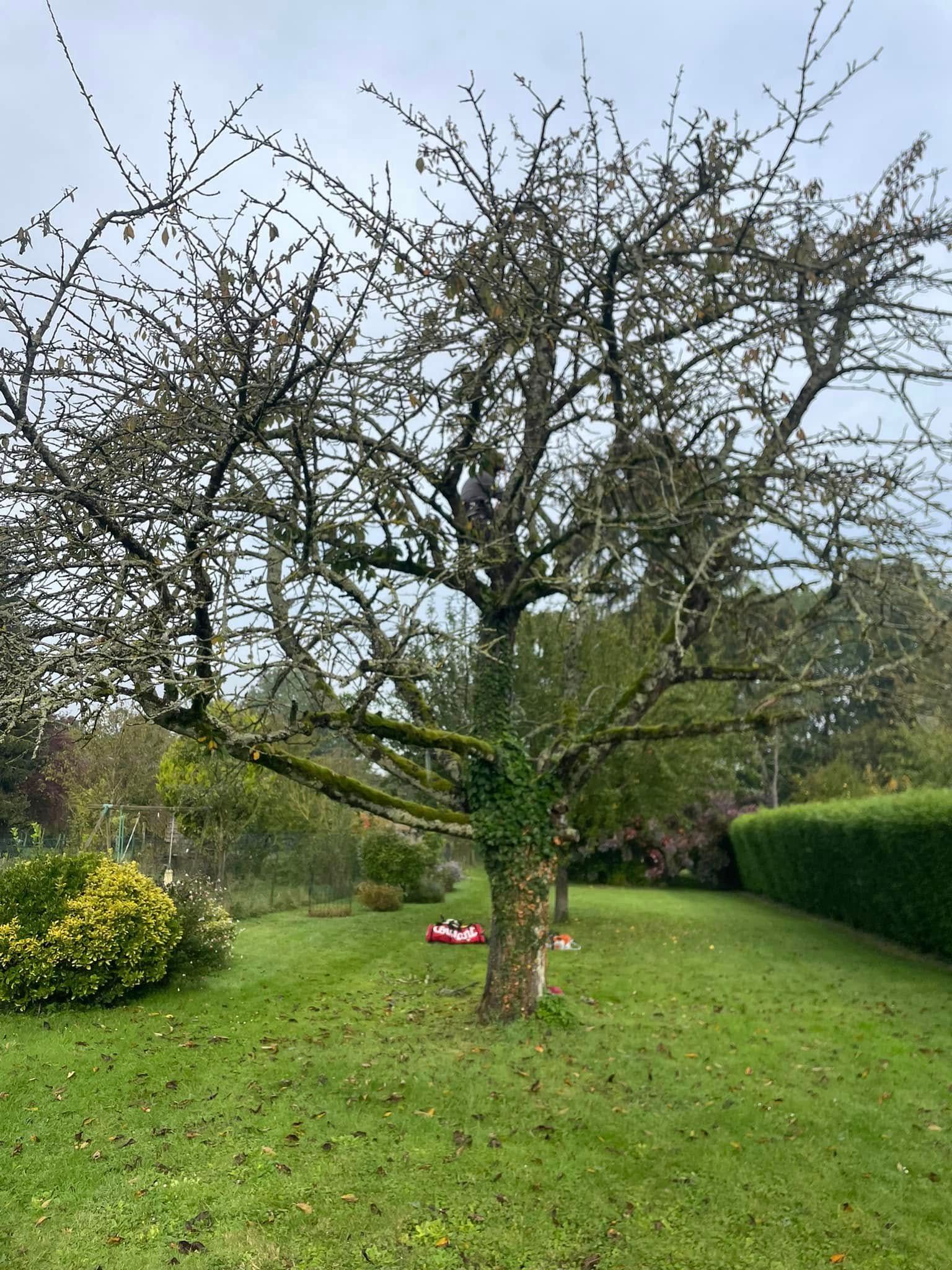 Arbre fruitier