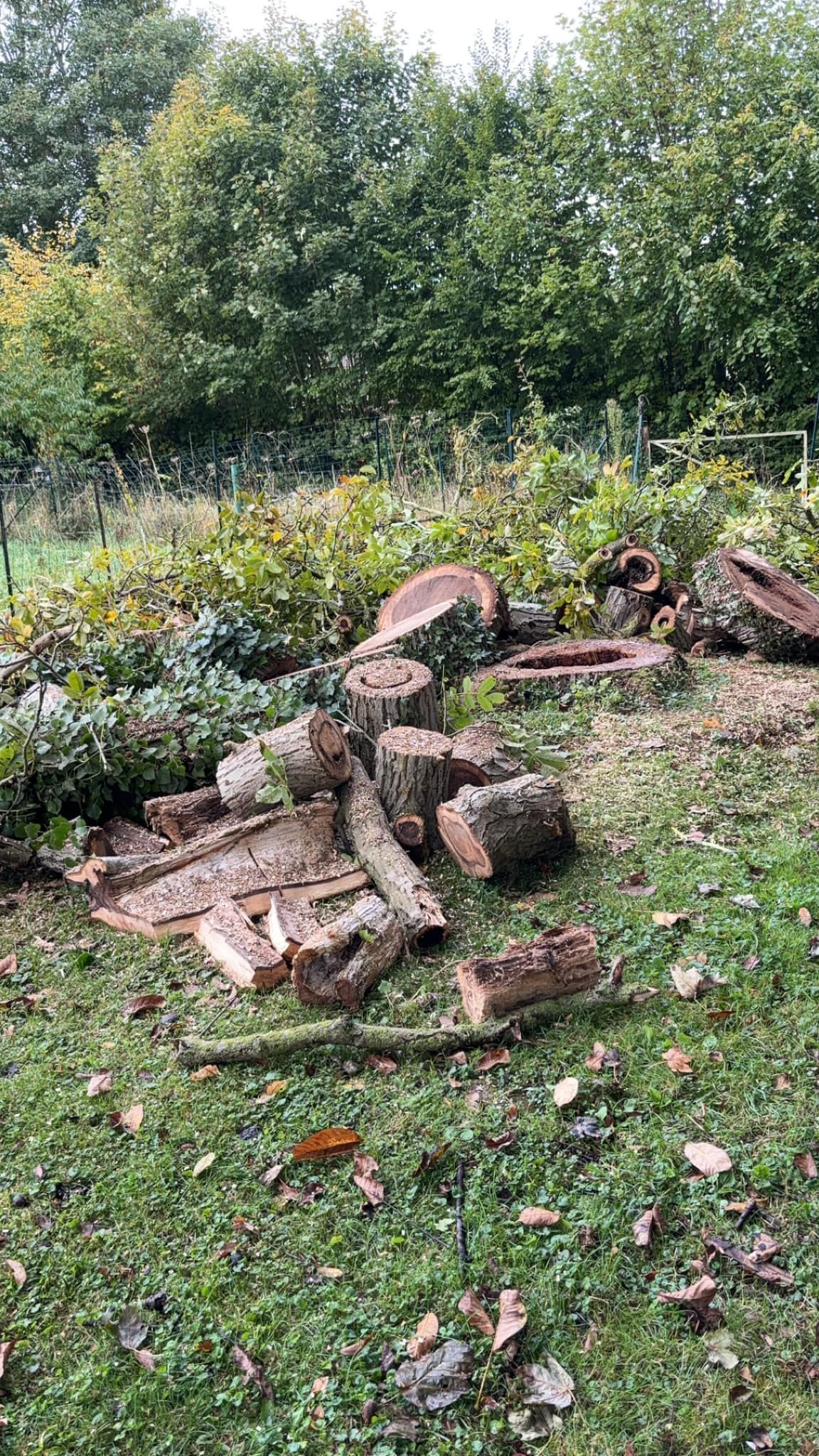 Abattage d'un arbre dangereux : souche creuse
