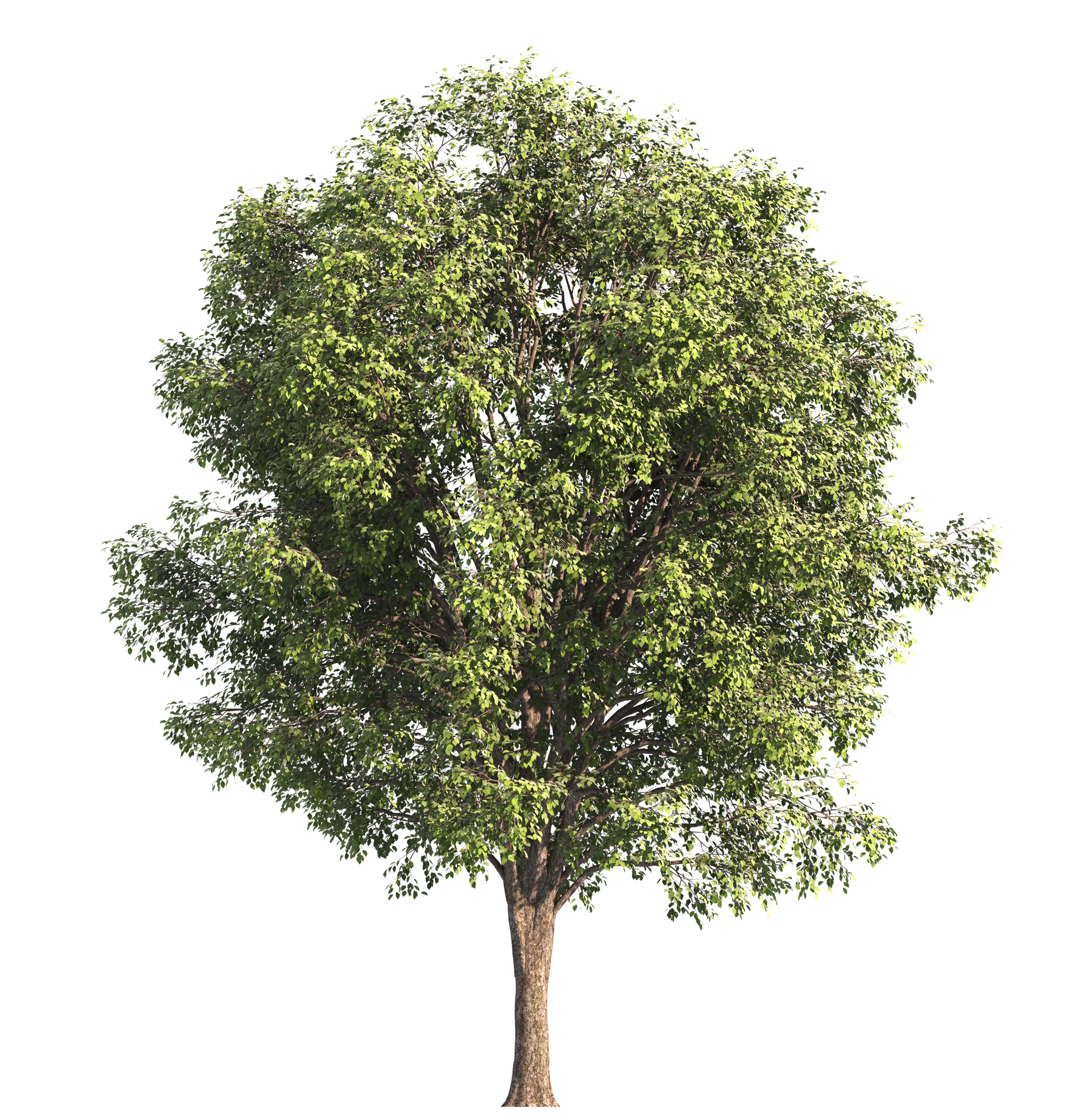Arbre feuillu