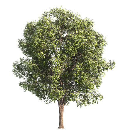 Un arbre feuillu