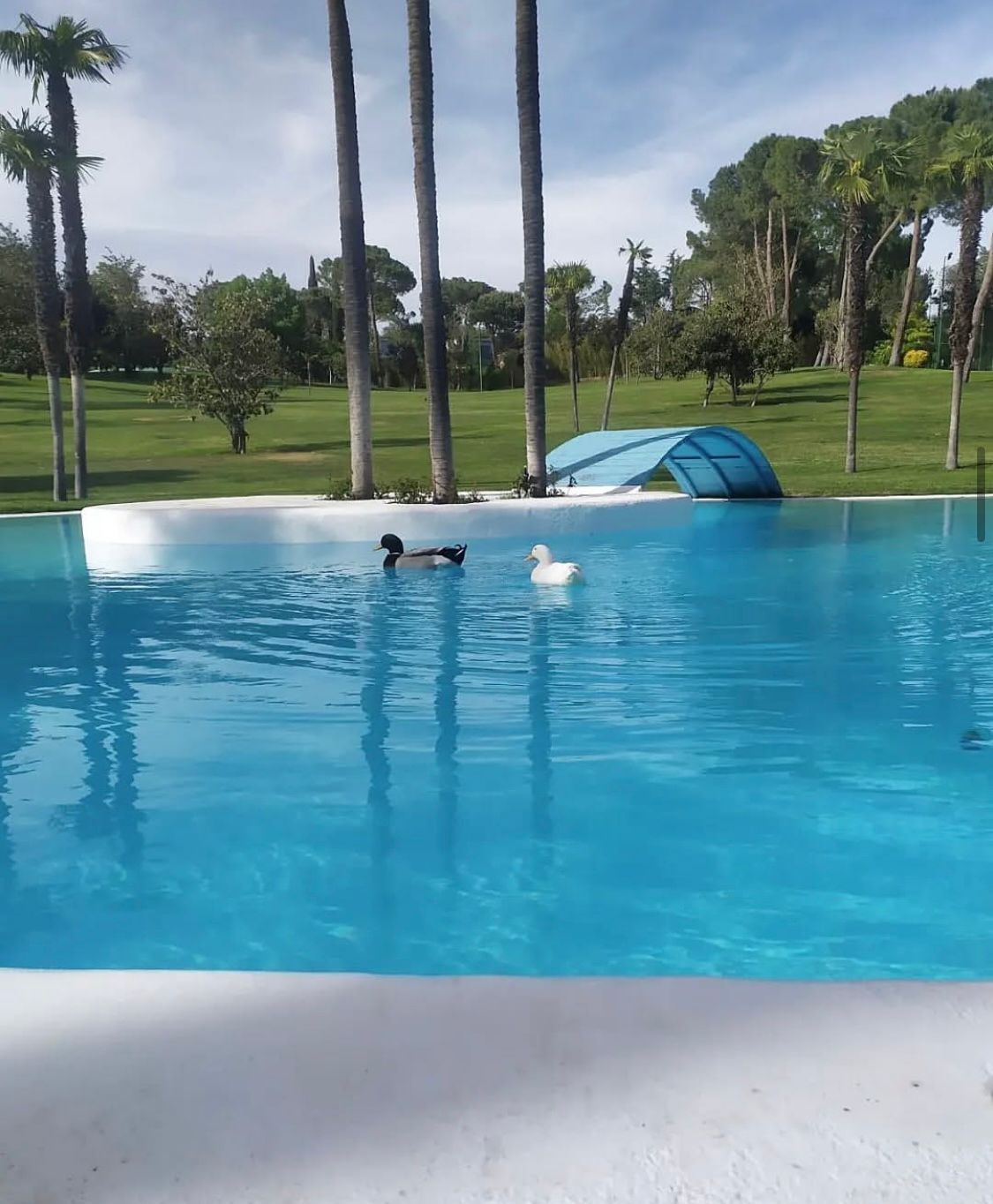 Dos patos están nadando en una piscina con palmeras al fondo.