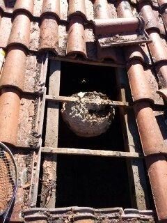 Nid de guêpes dans les combles d'un toit