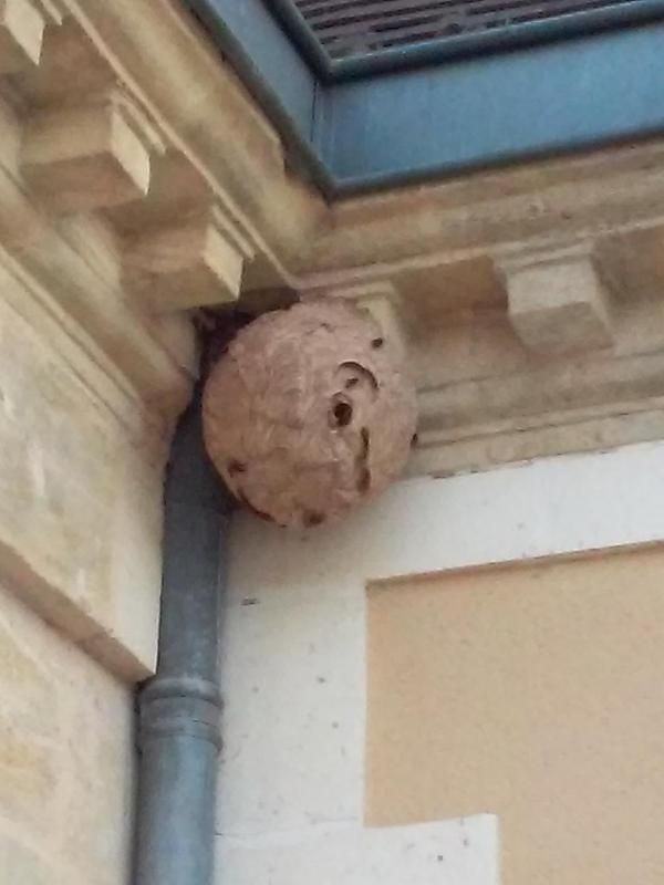 Nid de guêpes dans les coins d'une maison accroché à la gouttière