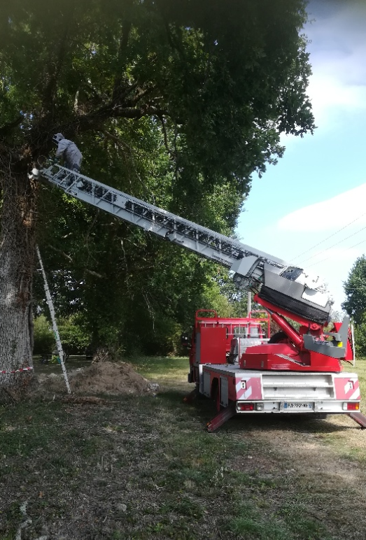 Destruction d'un nid de guêpes ou de frelons en haut d'un arbre