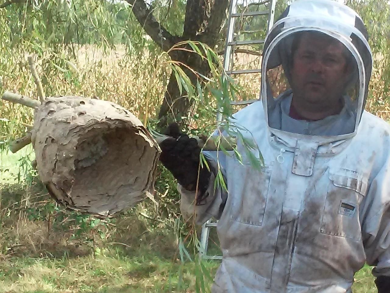 Nid de guêpes accroché à un bout de bois dans les mains du dirigeant
