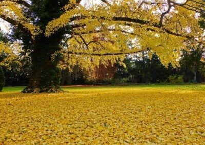 Ein Baum mit gelben Blättern ist von einem Feld aus gelben Blättern umgeben.
