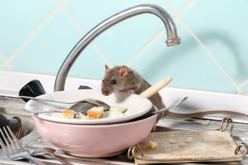 Ratte in einem unordentlichen Spülbecken mit schmutzigem Geschirr; hellblauer Fliesenhintergrund.