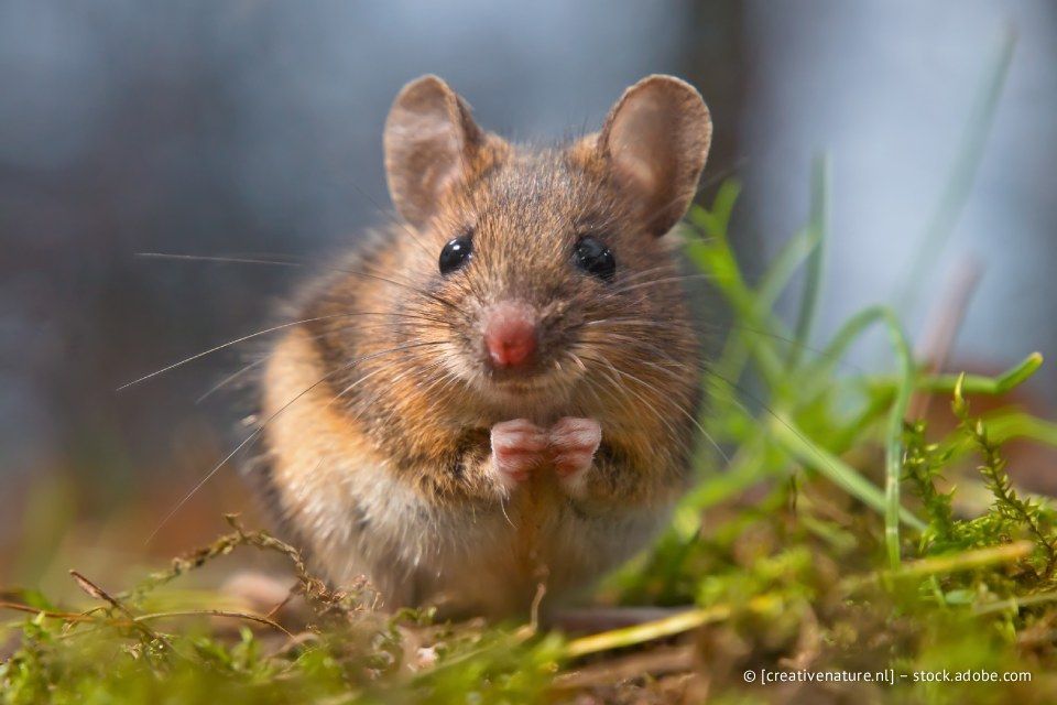 Maus mit hellbraunem Fell, rosa Nase und großen Ohren, die ihre Pfoten im Gras zusammenhält.