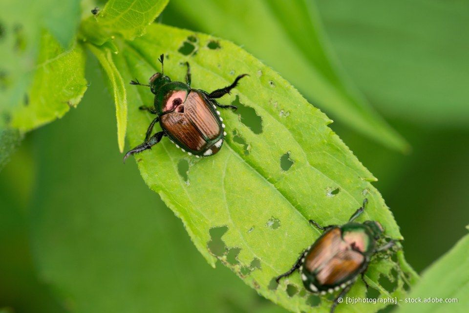 Zwei japanische Käfer auf einem grünen Blatt mit zahlreichen Löchern, umgeben von weiterem grünen Laub.