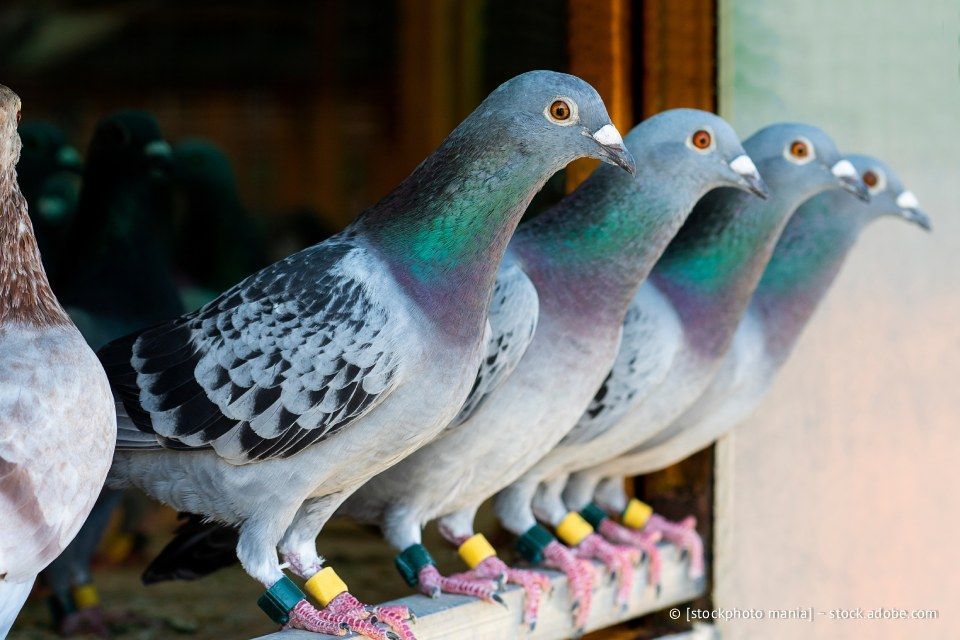Vier graue Tauben mit schillernden Hälsen saßen auf einem Holzbalken und trugen Beinringe.