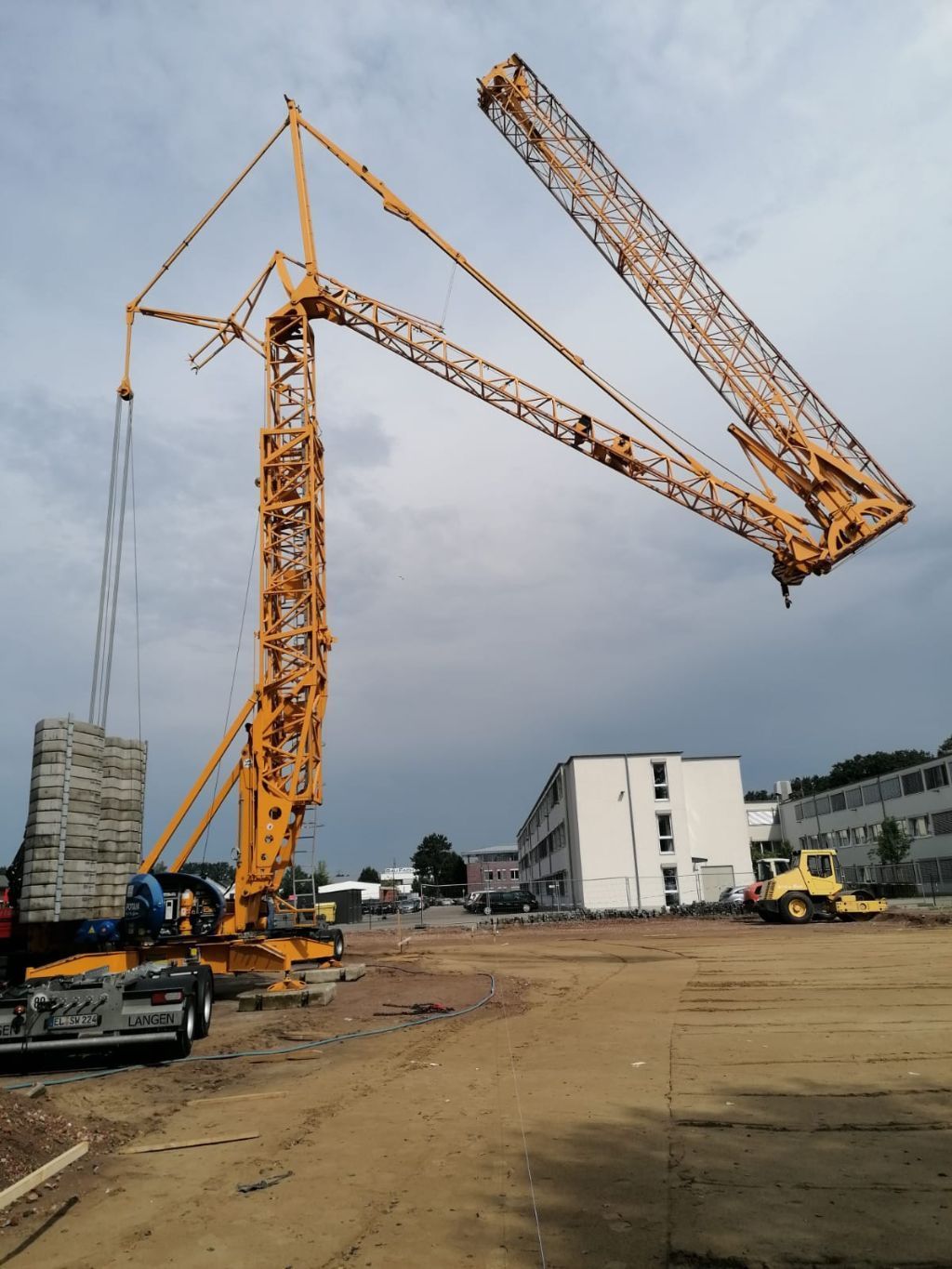 Ein großer gelber Kranich sitzt auf einem Feld