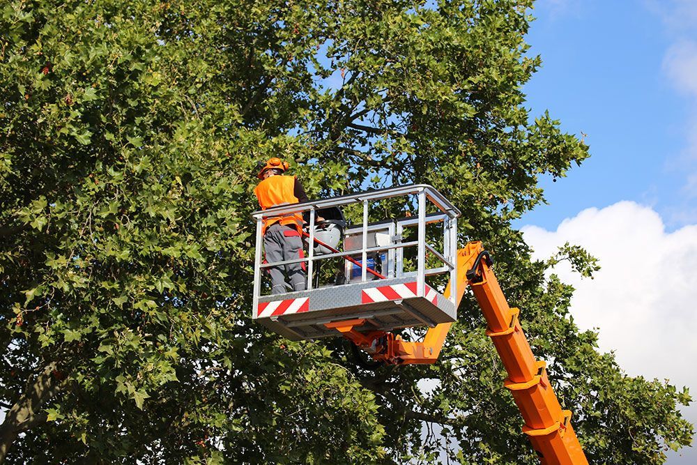 Ein Mann fällt mit einem Kran einen Baum.