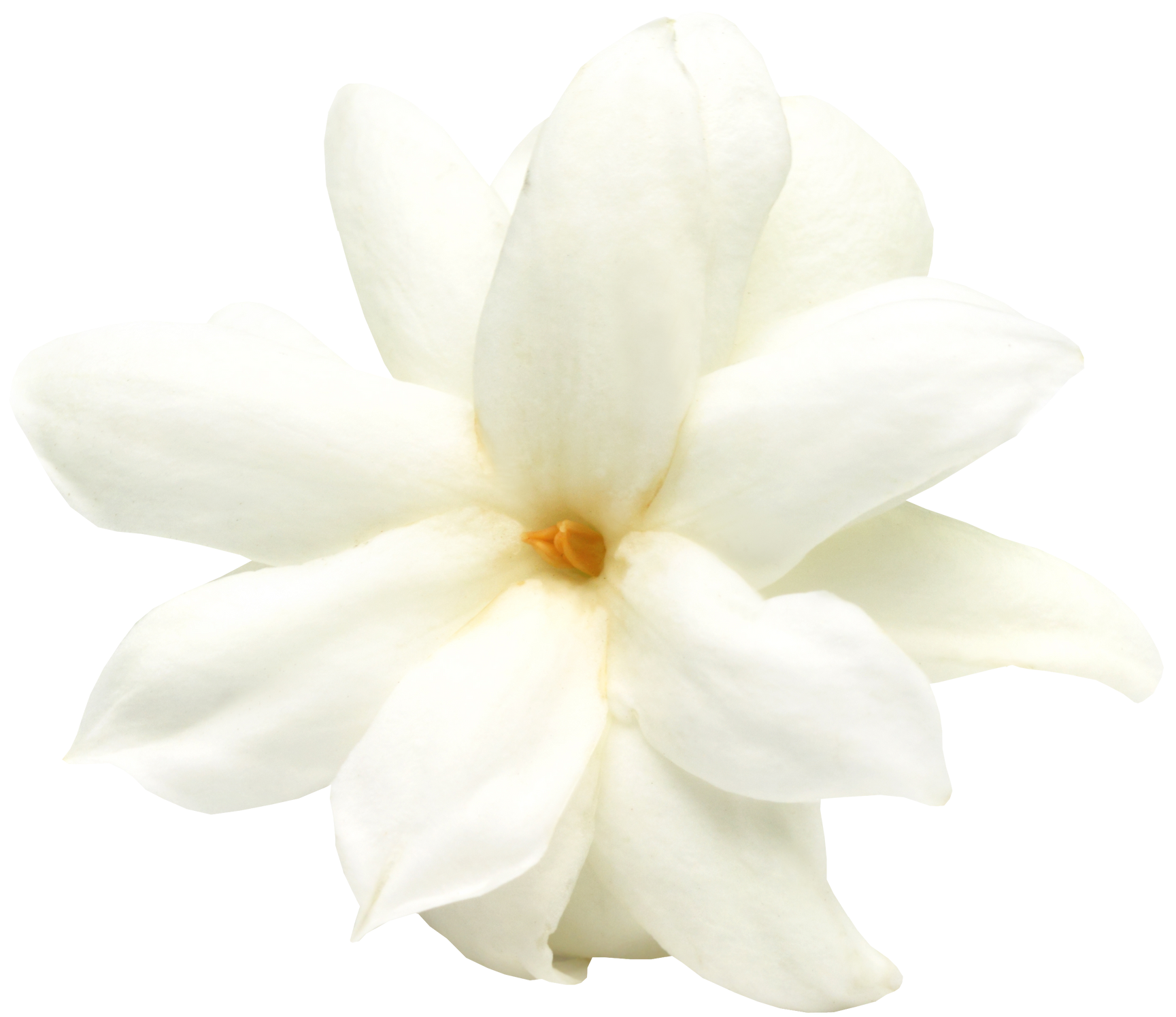Fleur de jasmin blanche avec un centre jaune.