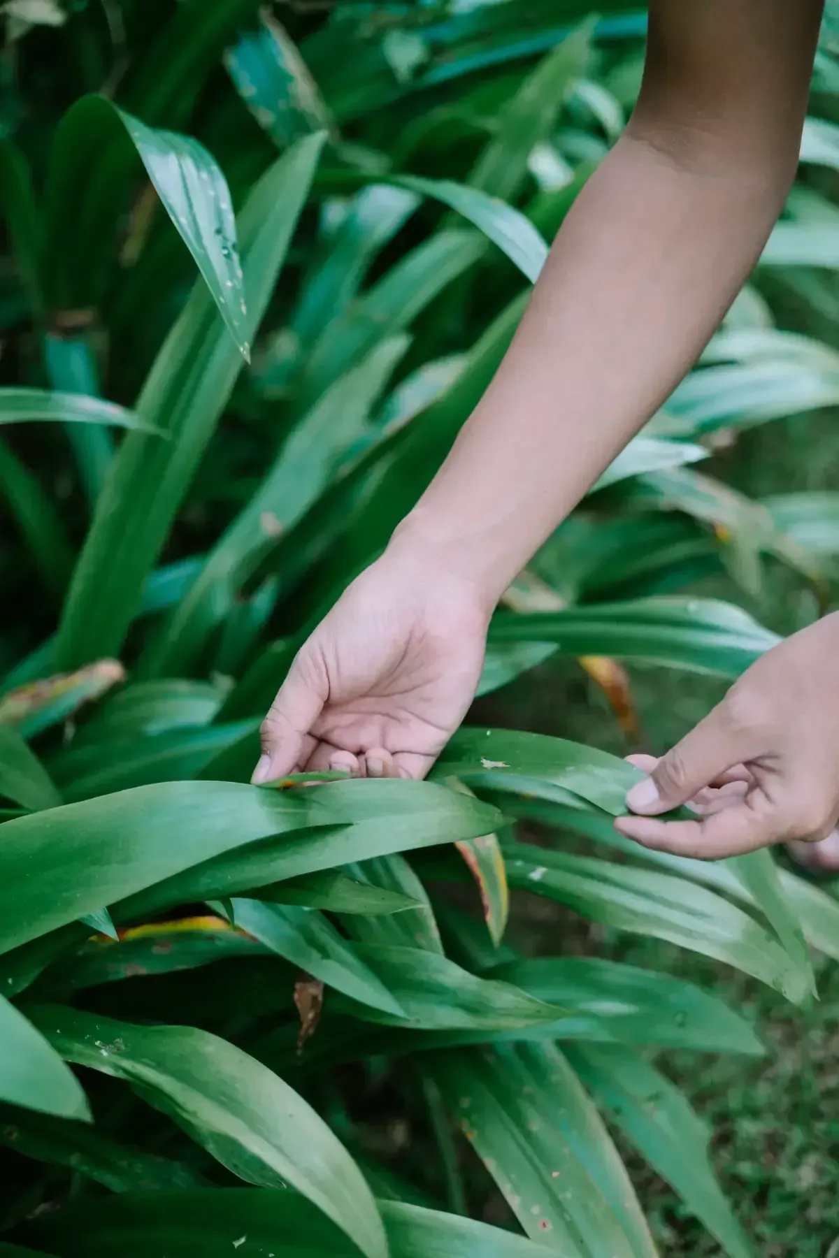 Manos de una persona tocando suavemente hojas largas y verdes en un jardín.