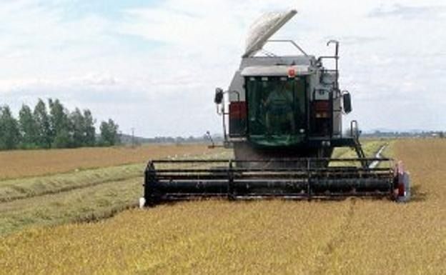 Una cosechadora está trabajando en un campo de trigo.