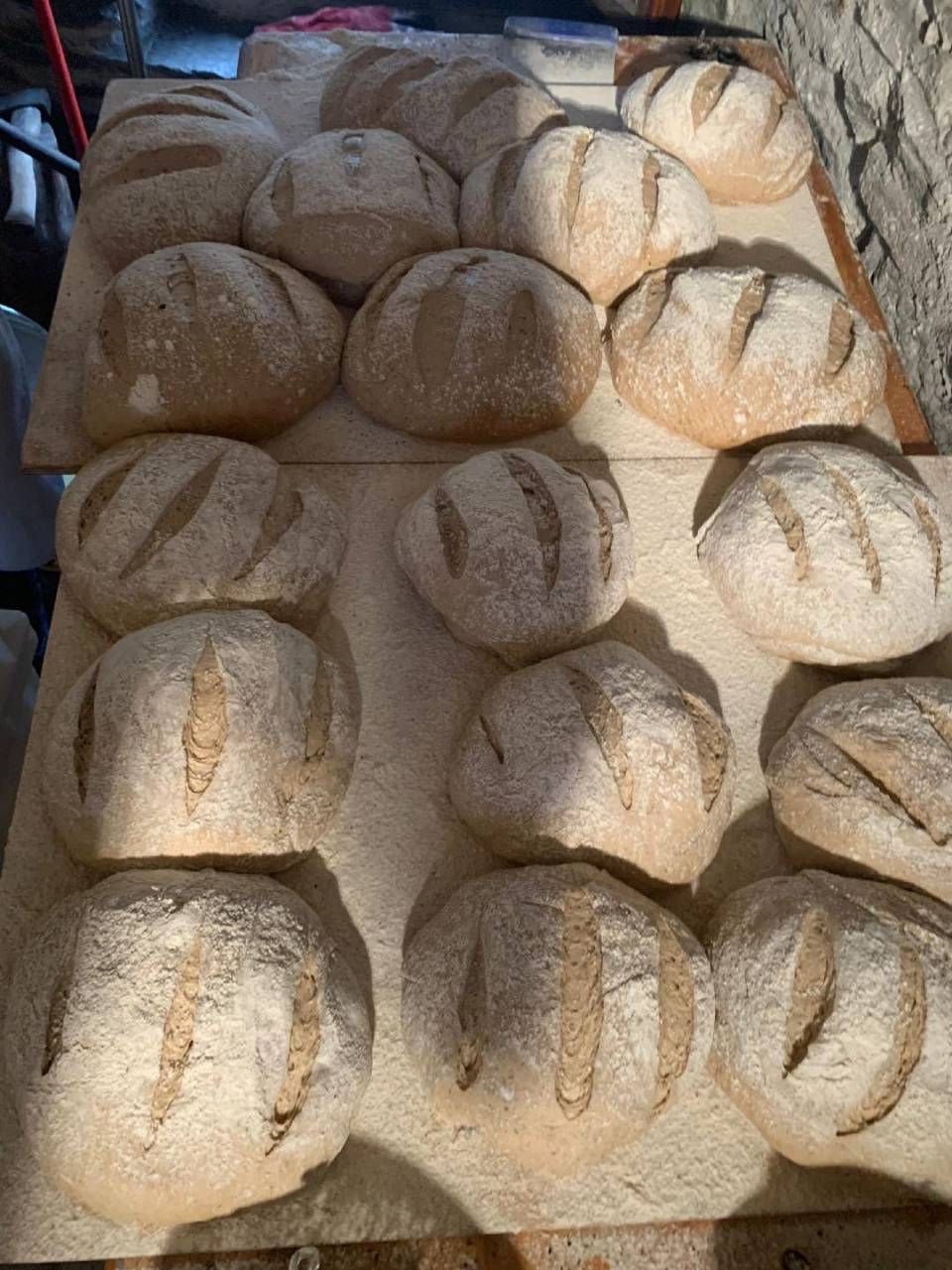 File di pagnotte di pane appena sfornate su assi di legno, con la superficie incisa e spolverata di farina.