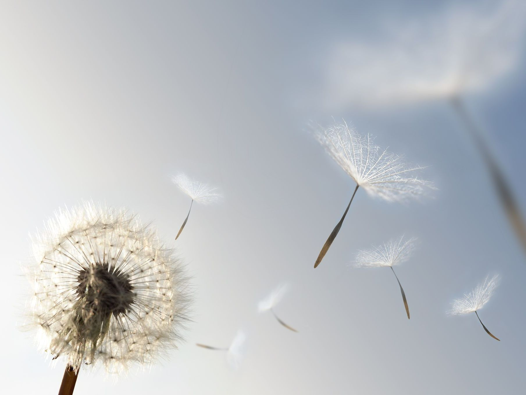 Fleur de pissenlit, symbole d'air pur et du souffle du vent