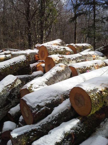Des bûches enneigées empilées dans une zone boisée en hiver.