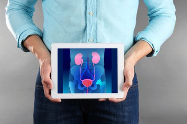 Bild der inneren Organe vor den unteren Bauch gehalten