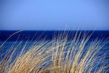 Braunes Seegras vor blauen Meer und Himmel