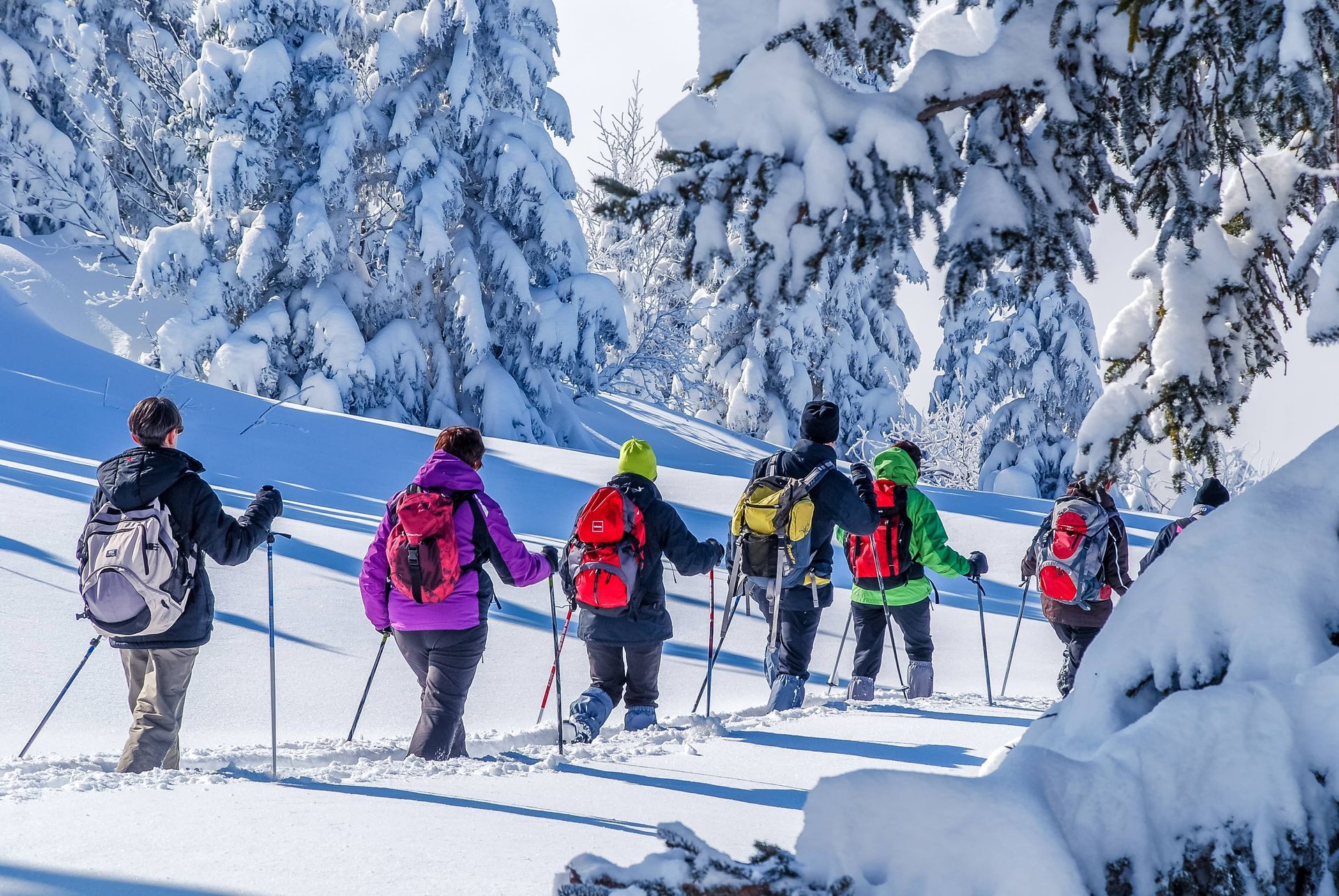Des randonneurs vêtus de vêtements d'hiver colorés marchent avec des bâtons sur un sentier forestier enneigé