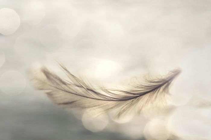 Eine zarte Feder schwebt vor einem weichen, unscharfen Bokeh-Hintergrund.