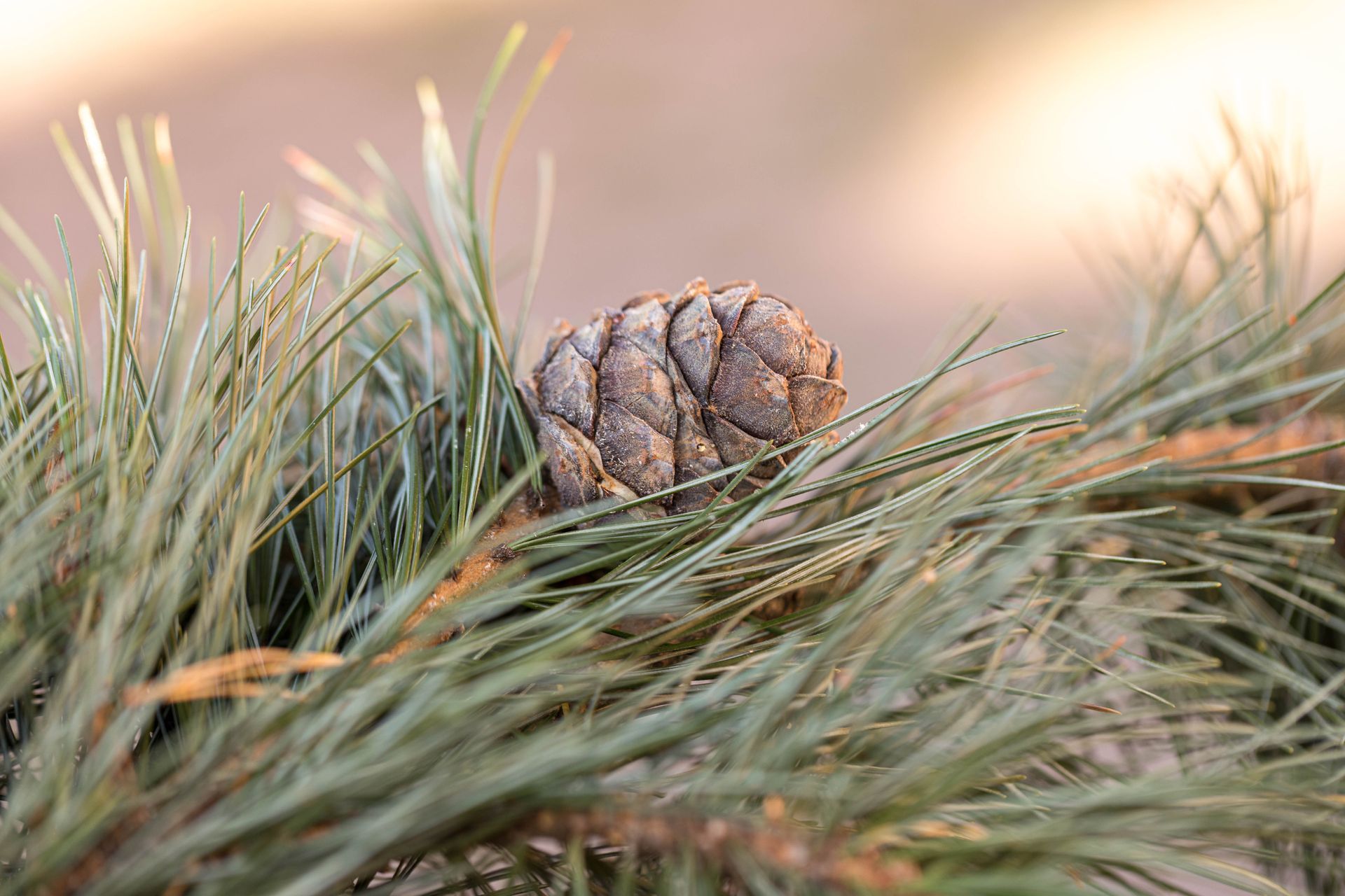 Tannenzapfen eingebettet zwischen grünen Tannennadeln.