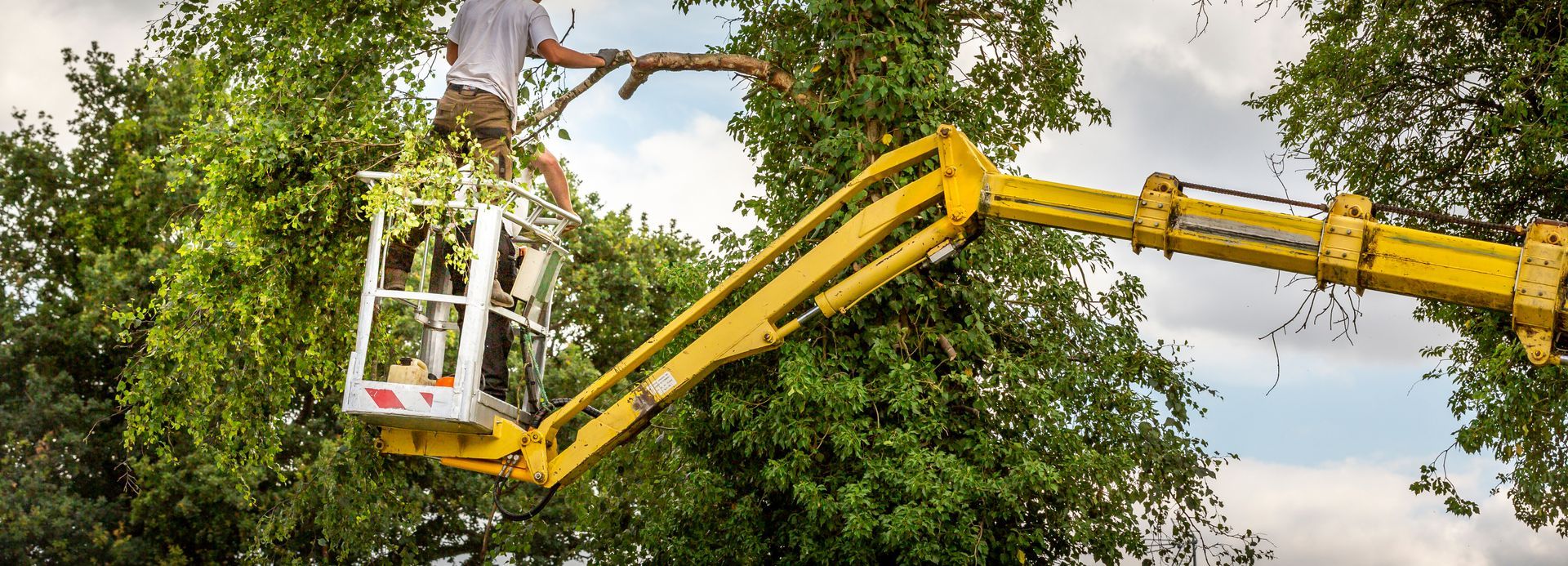 Débroussaillage d'arbre