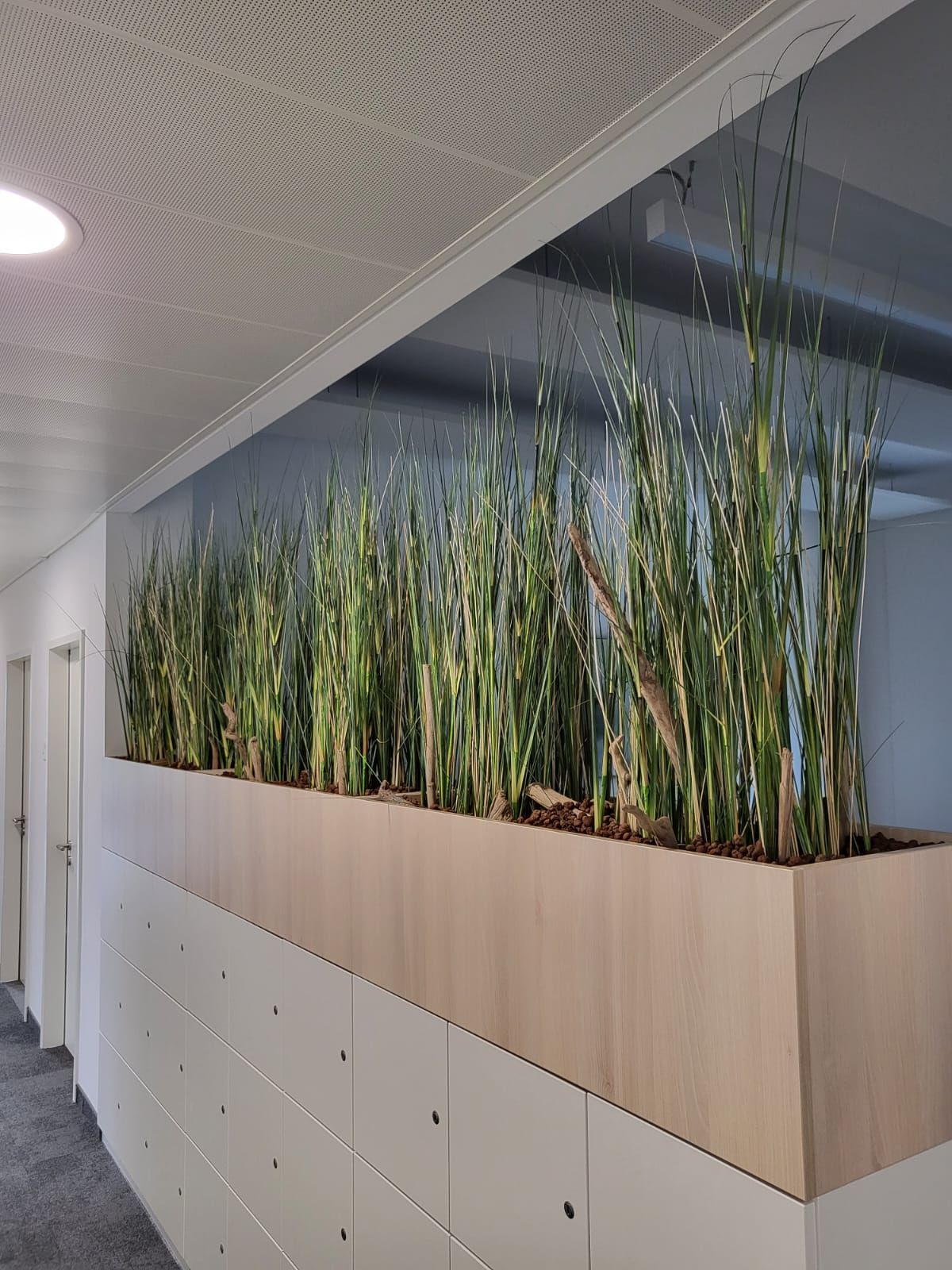 Gefäße & Innenraumbegrünung