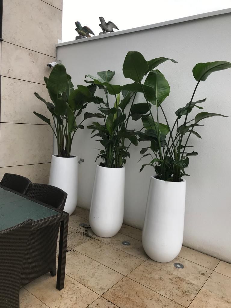 Gefäße & Innenraumbegrünung