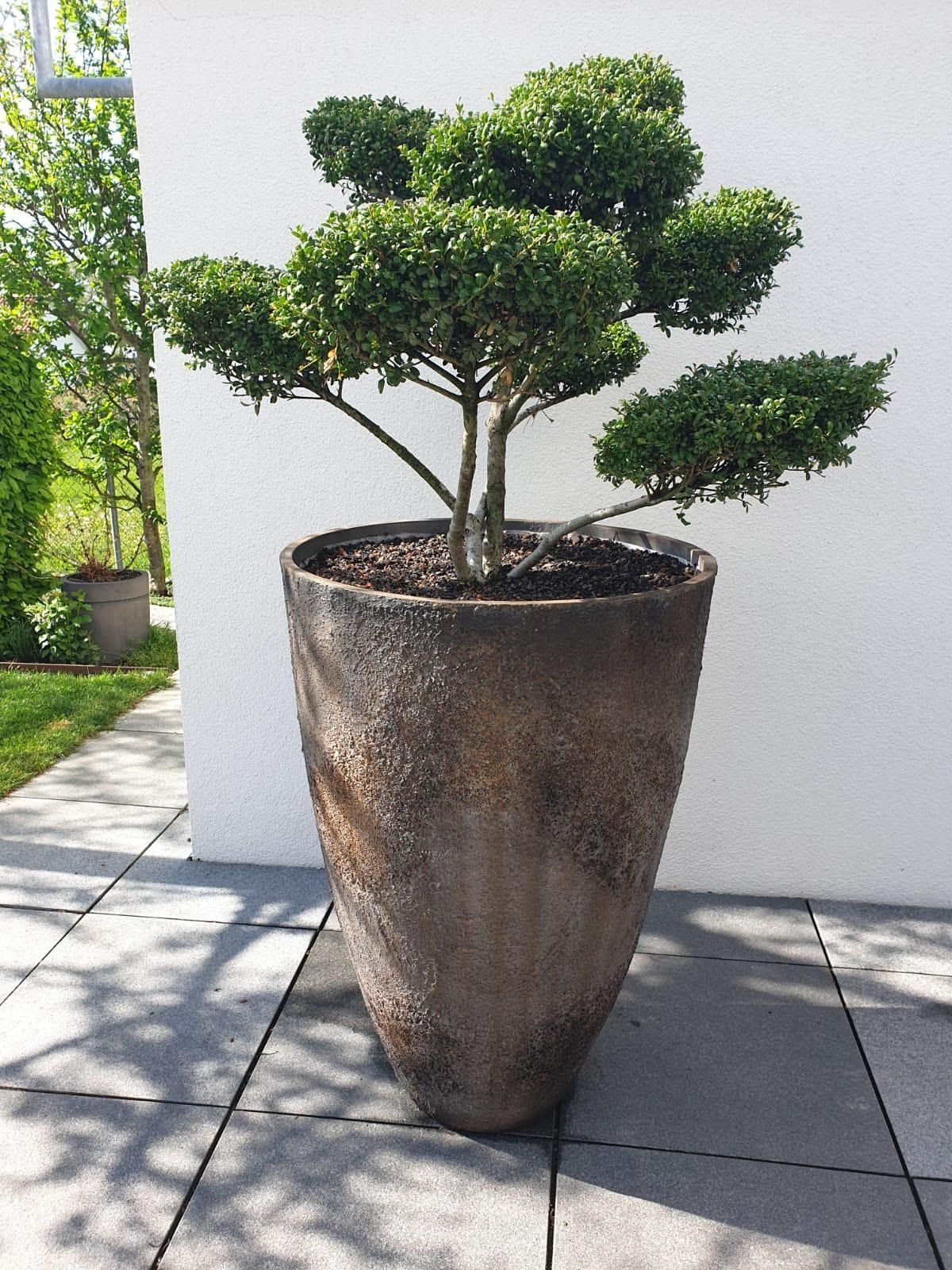 Gefäße & Innenraumbegrünung