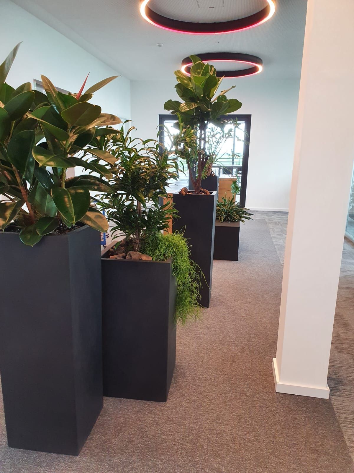 Gefäße & Innenraumbegrünung