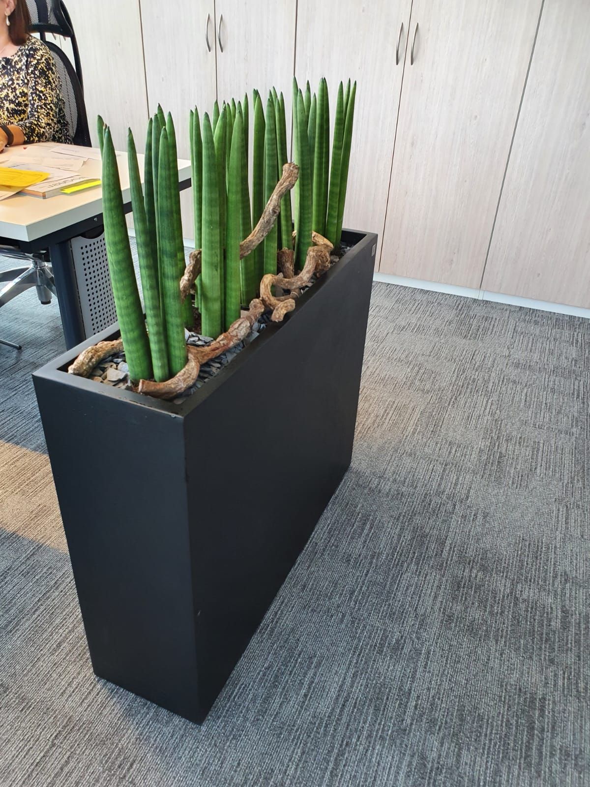 Gefäße & Innenraumbegrünung