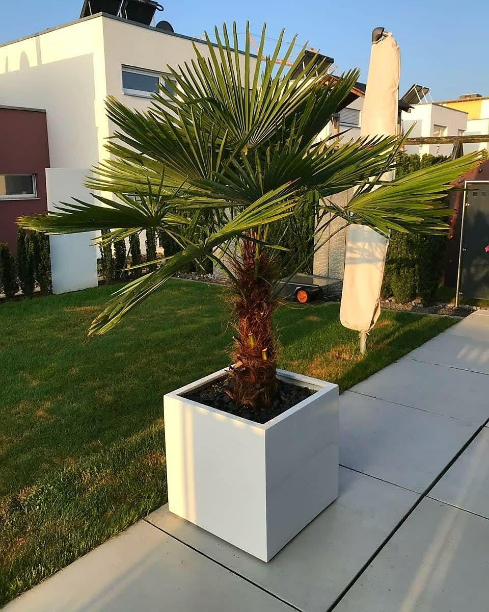 Gefäße & Innenraumbegrünung