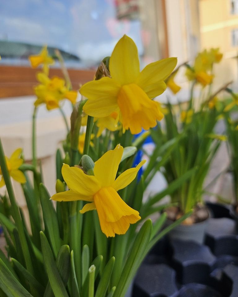 Un ramo de flores amarillas crece en un jardín.