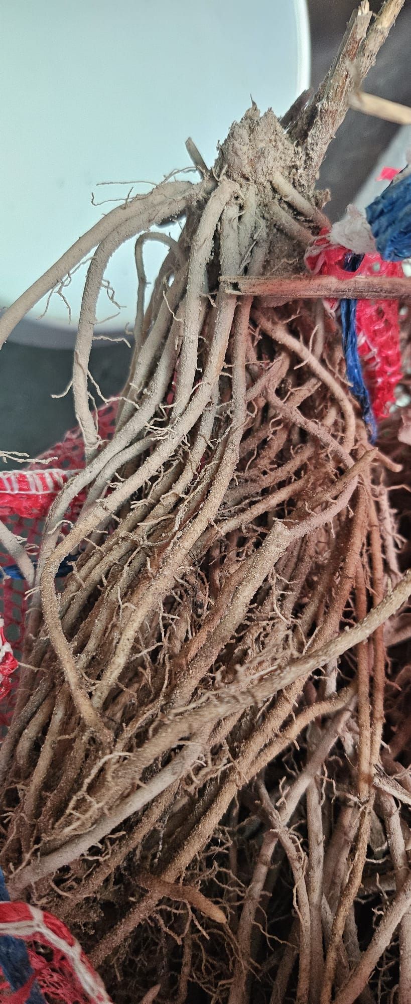 Un montón de raíces colocadas una encima de otra sobre una mesa.