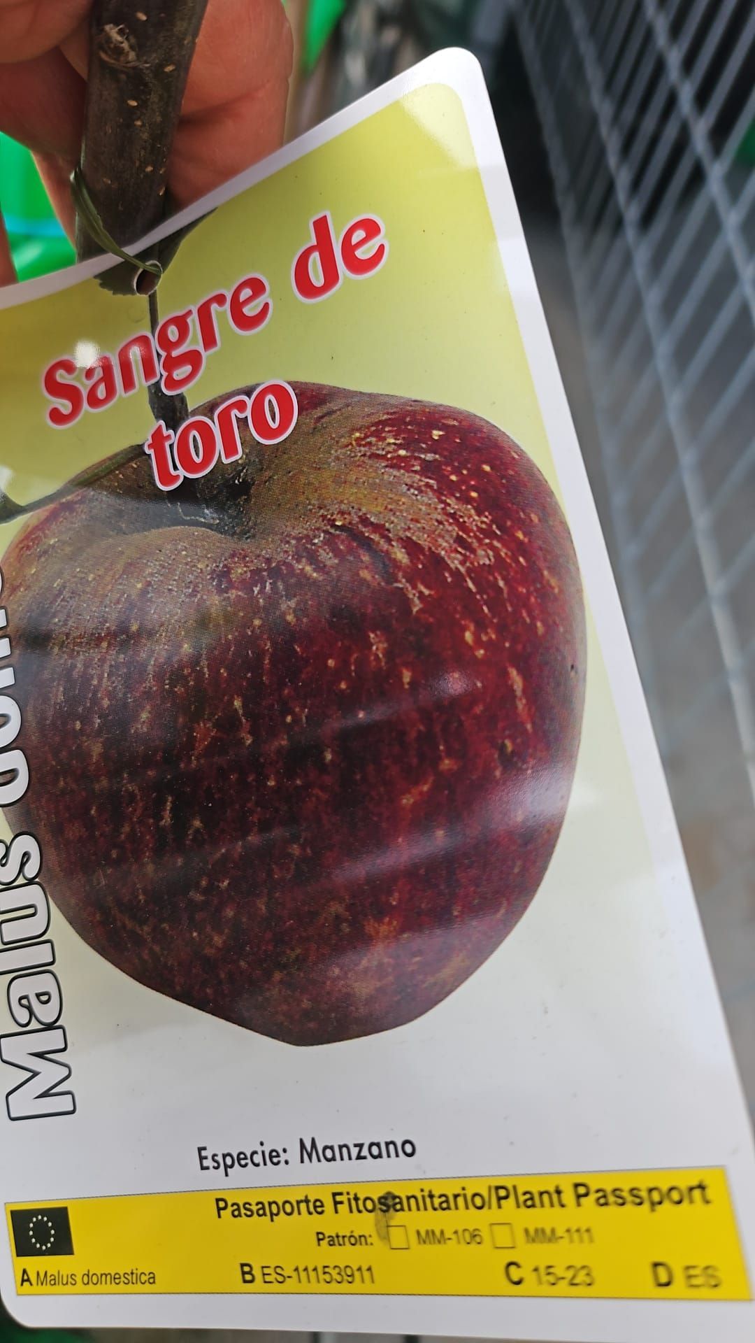 Una persona sostiene una tarjeta con la imagen de una manzana.