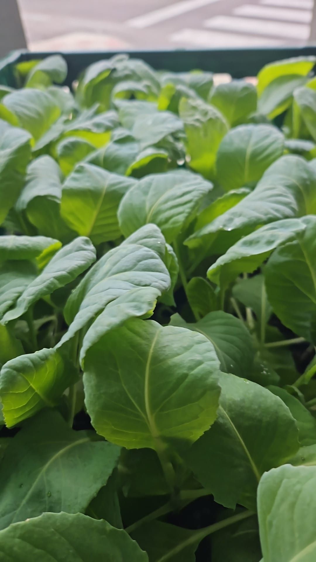 Un montón de plantas verdes están creciendo en una bandeja.