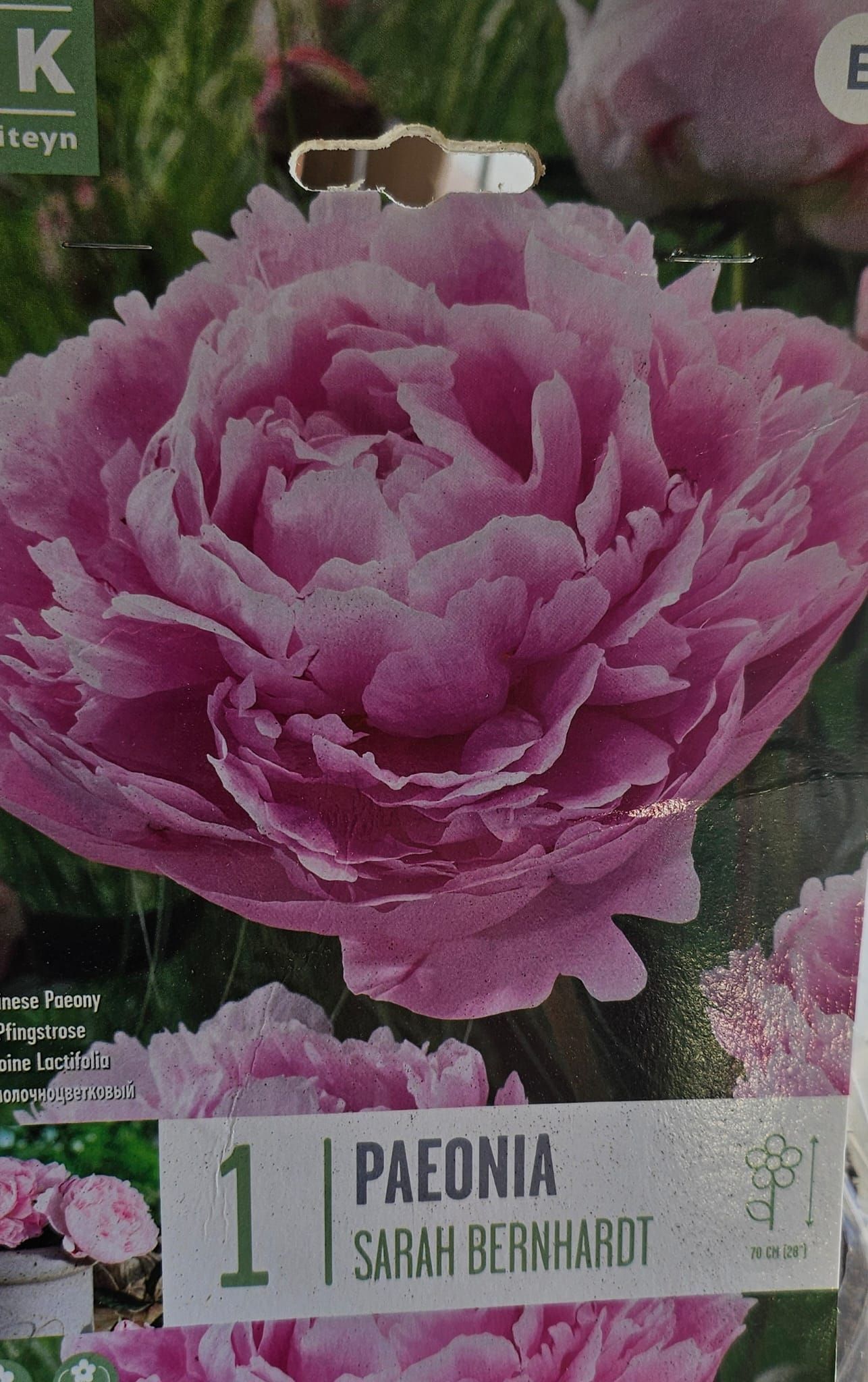 Un primer plano de una flor rosa con una etiqueta que dice paeonia