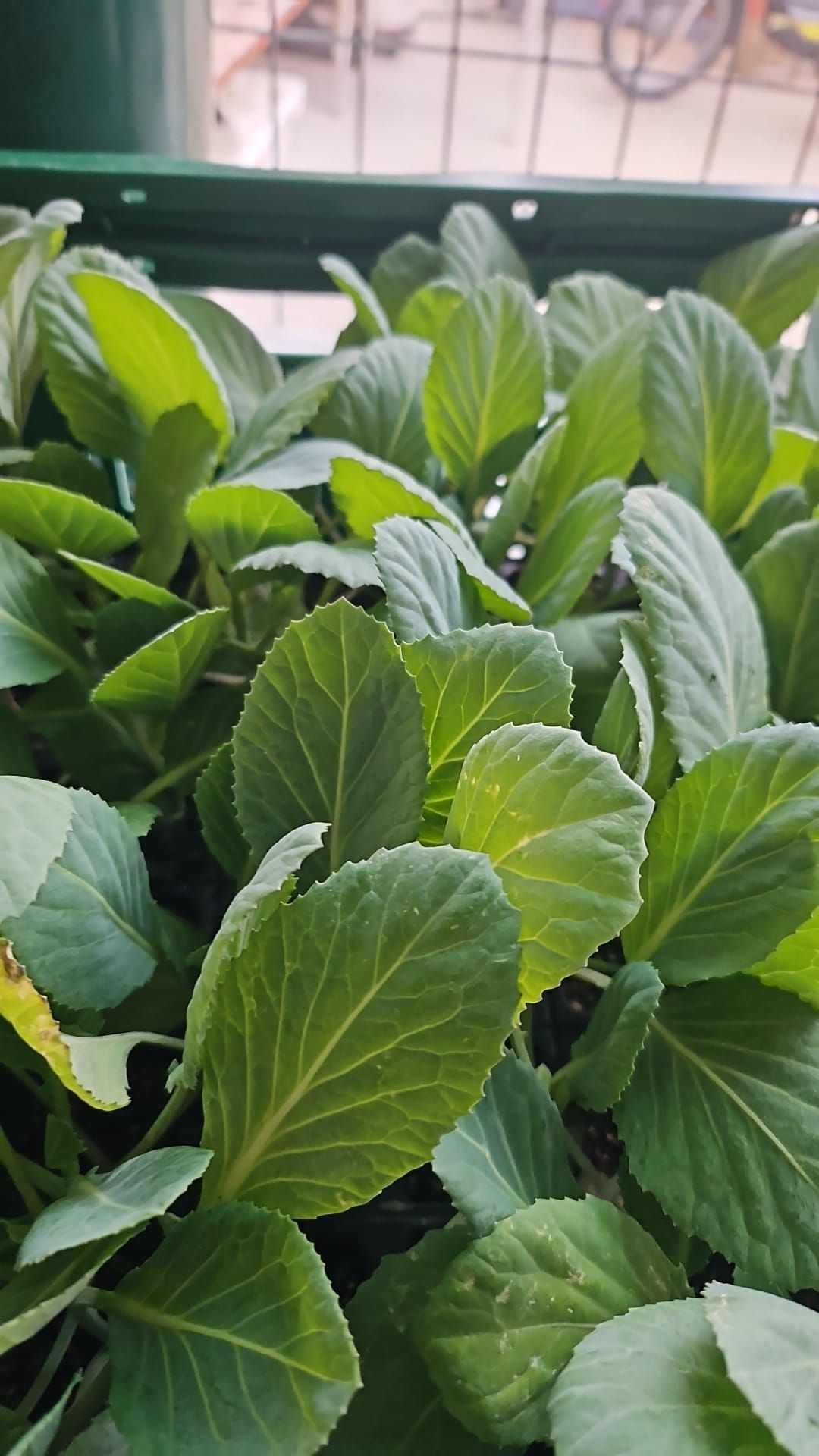 Un primer plano de un montón de hojas verdes en una planta.