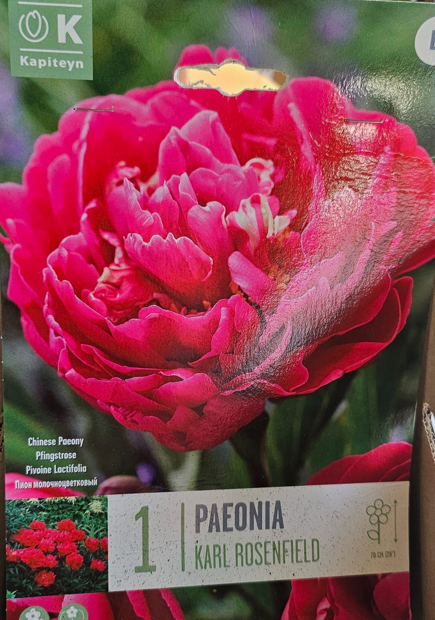 Un primer plano de una flor de paeonia de Karl Rosenfield.