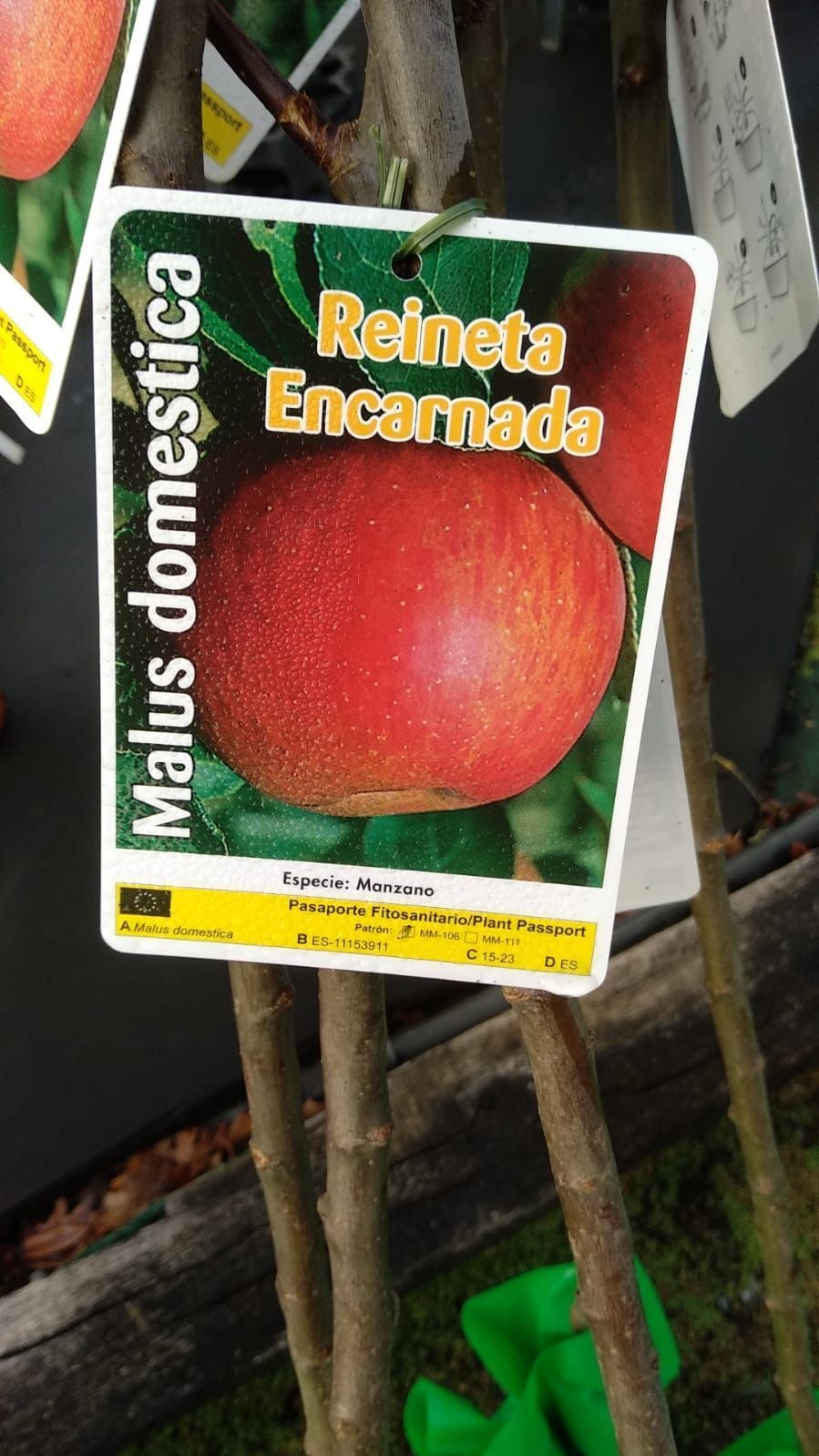 Un árbol con una etiqueta que dice reineta encarnada