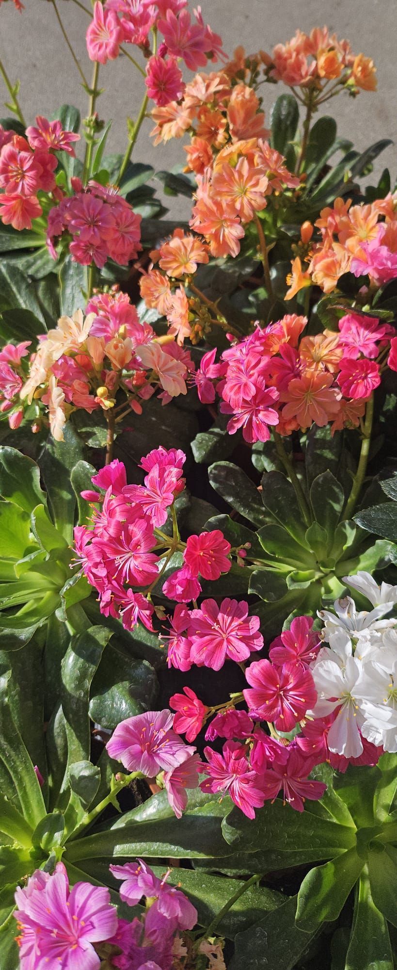 Un ramo de flores rosas y naranjas crecen en un jardín.