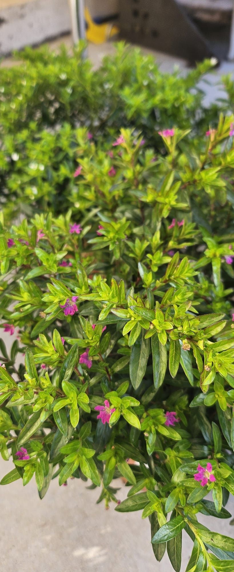 Un primer plano de una planta con flores rosas y hojas verdes.