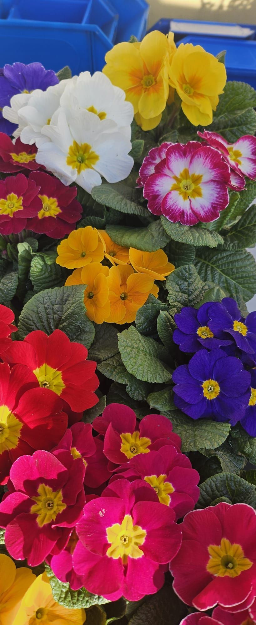Un ramo de flores de diferentes colores está sobre una mesa.