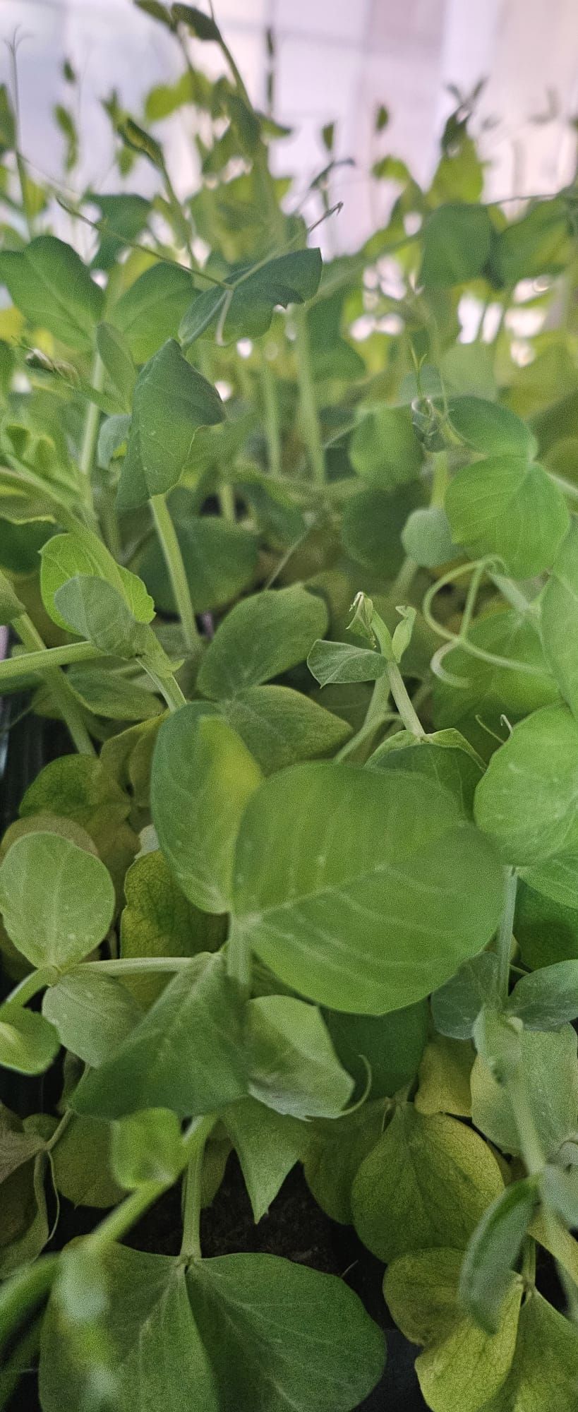 Un primer plano de un montón de hojas verdes en una planta.