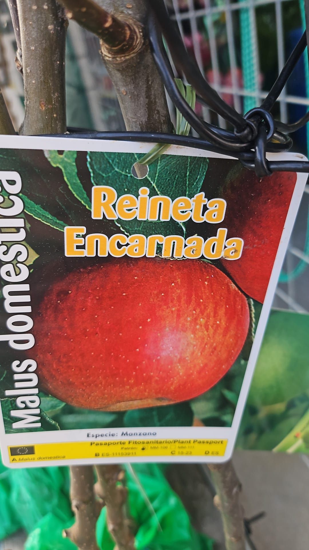 Una manzana roja cuelga de un árbol con una etiqueta adherida a ella.